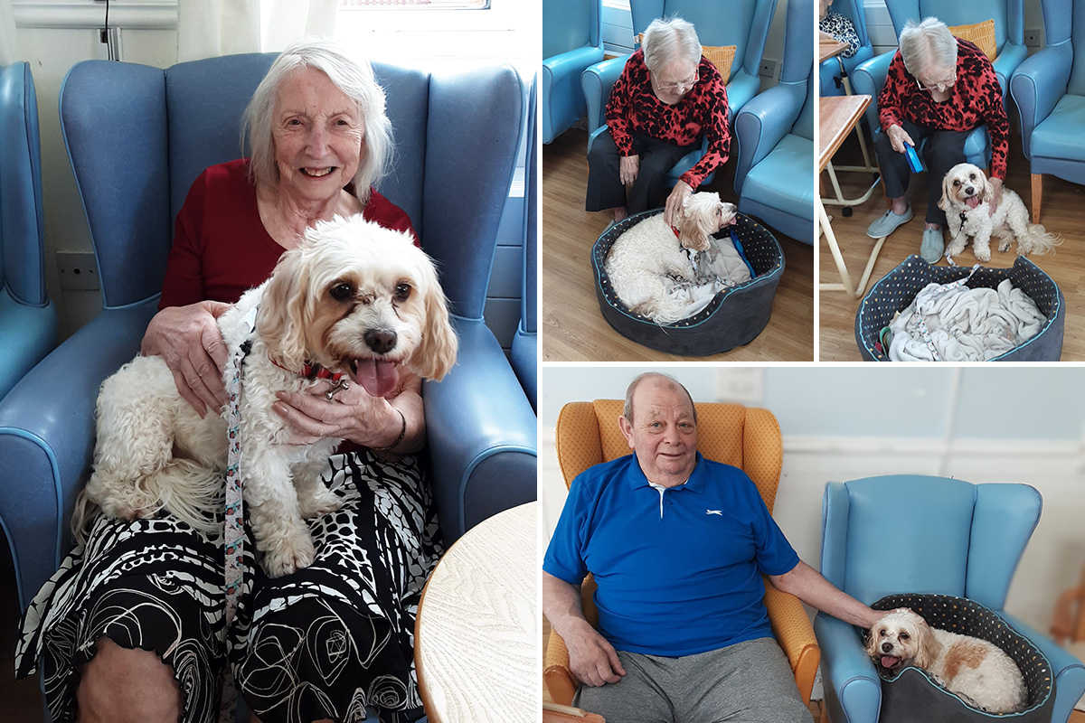 PAT dog Rosie charms Lukestone Care Home residents