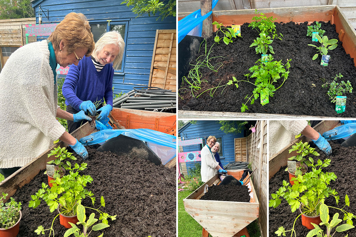 Planting herbs at Lukestone Care Home